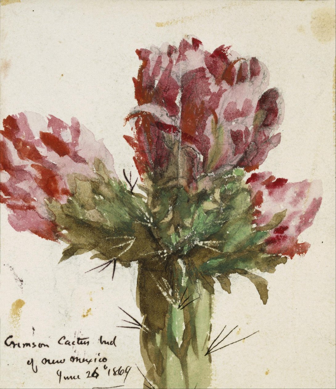 Crimson Cactus knopp i New Mexico av Vincent Colyer