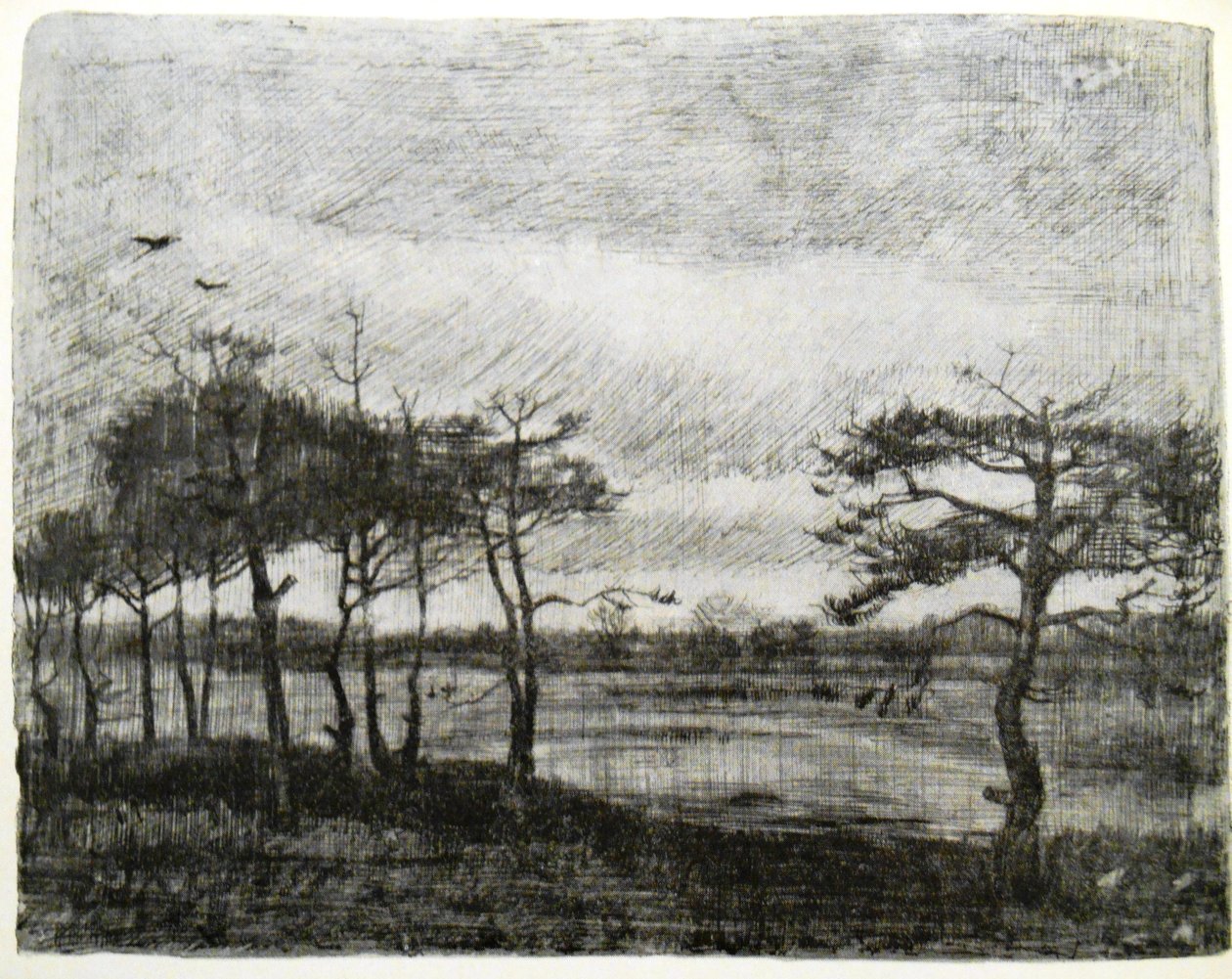 Gran ved en myr av Vincent van Gogh