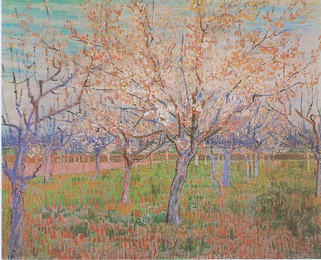 Frukthage med blomstrende aprikostrær av Vincent van Gogh