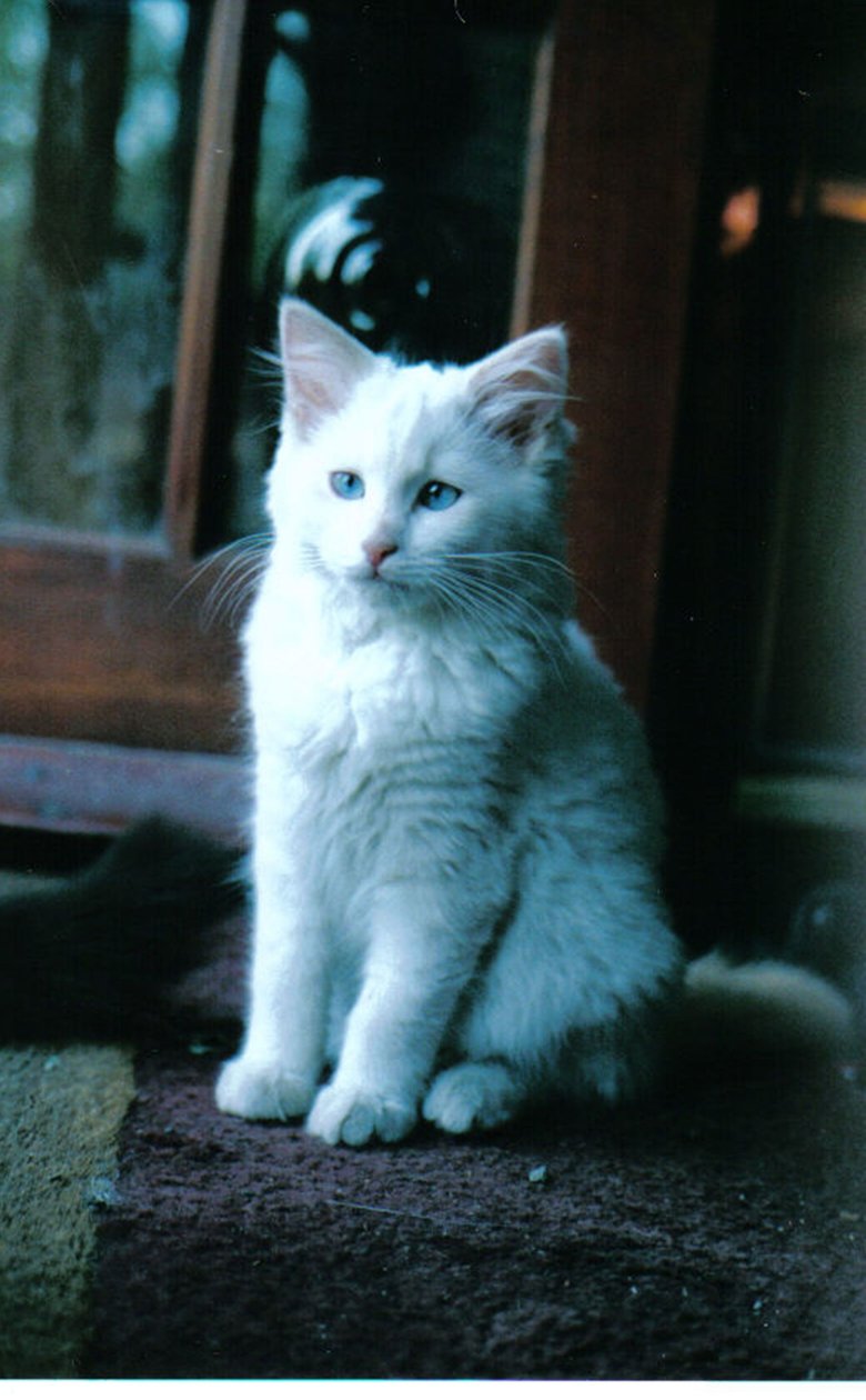 Iskatt, 2006 av Vincent Alexander Booth
