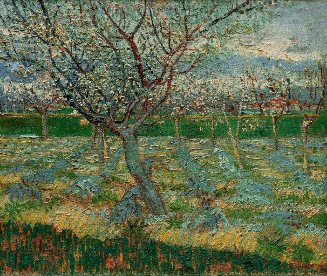 Blomstrende frukthage med aprikostrær av Vincent van Gogh