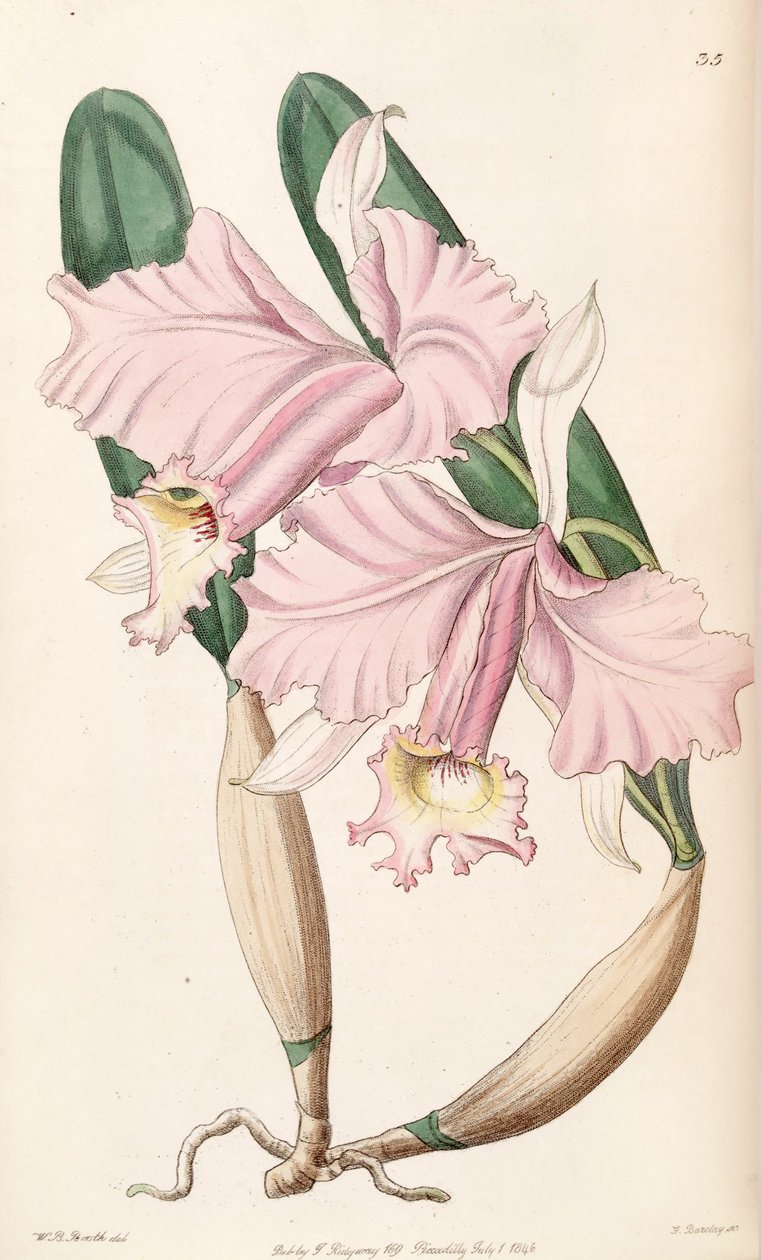 Cattleya labiata (som syn. Cattleya lemoniana) av W. B. Booth