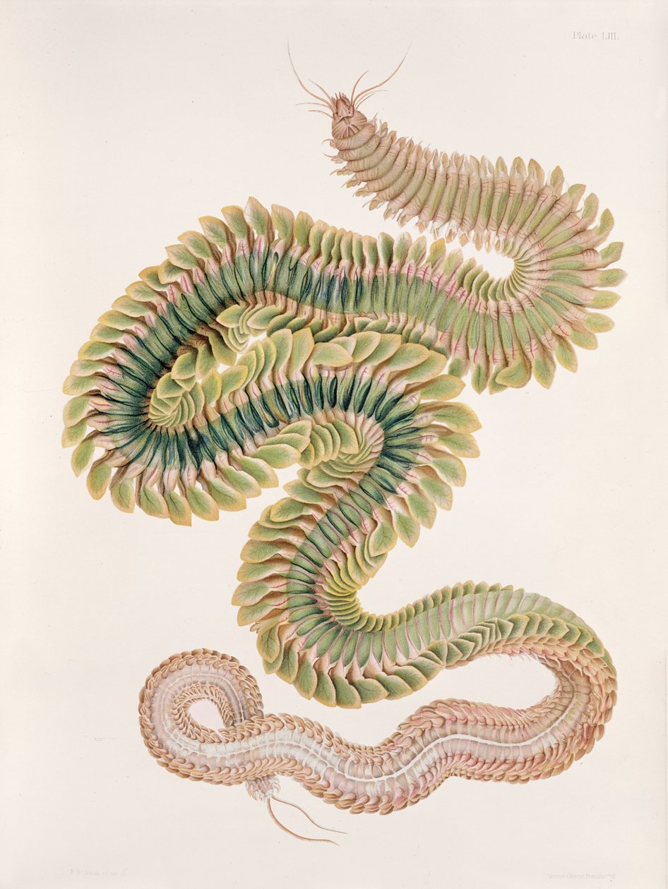 Nereis ledet, 1910 av W. C. McIntosh