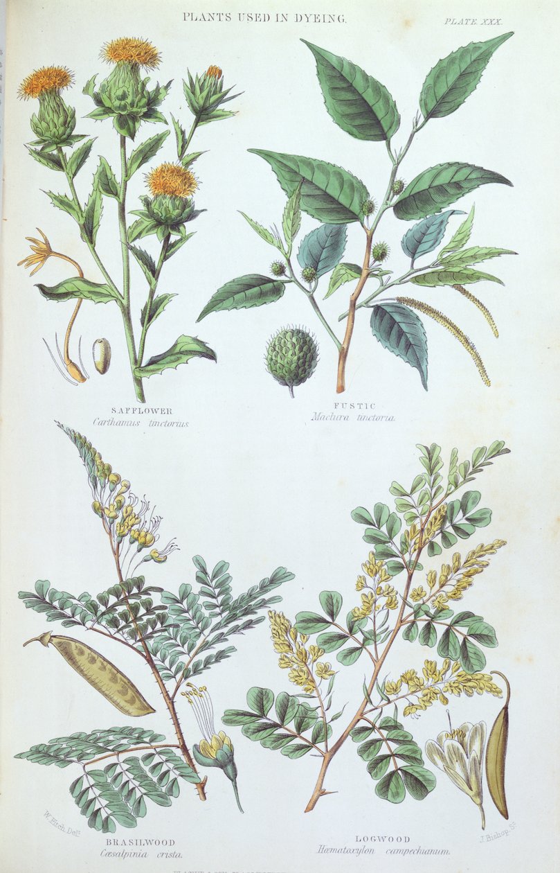 Planter brukt i farging, plate fra en botanisk studie, gravert av J. Bishop, 1872 av W. Fitch
