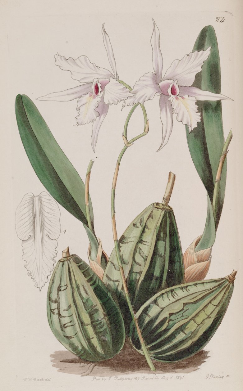 Laelia rubescens (som syn. Laelia acuminata) av W. J. Booth