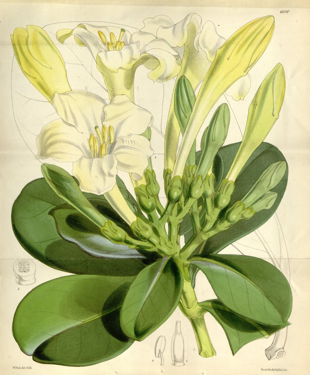 Fagraea ceilinganica av W.H. Fitch