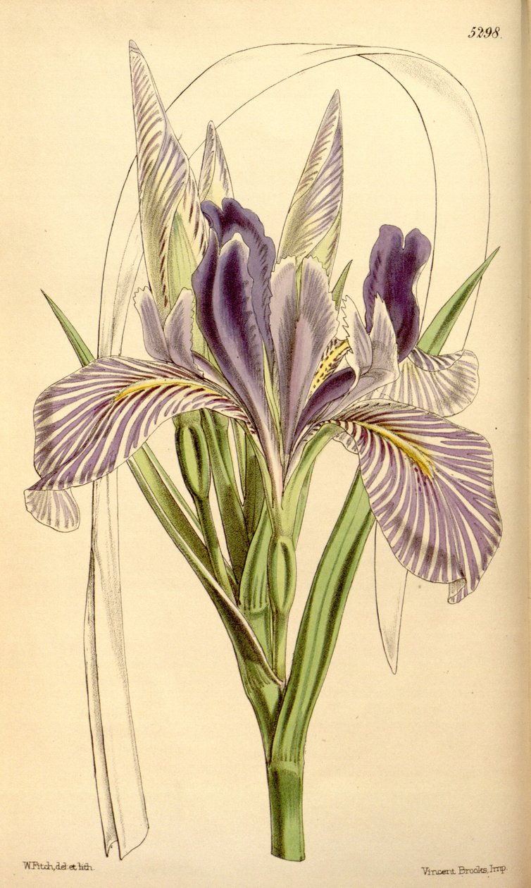 Iris longipetala av W.J.Hooker