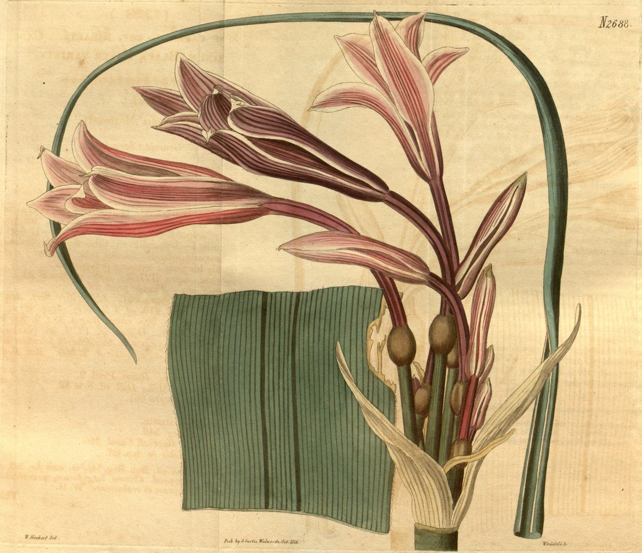 Crinum bulbispermum av W. Herbert