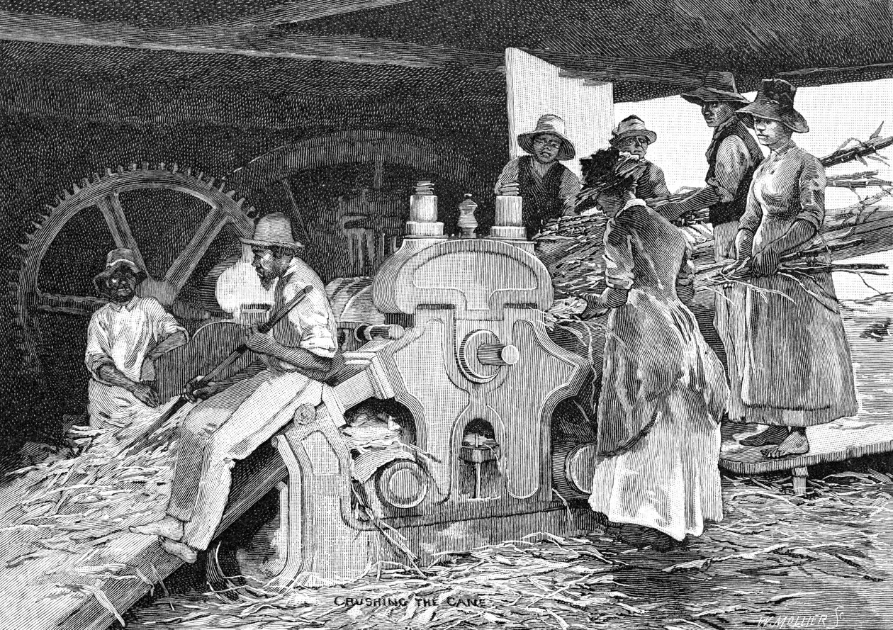 Crushing the Cane, 1886. av W. Mollier