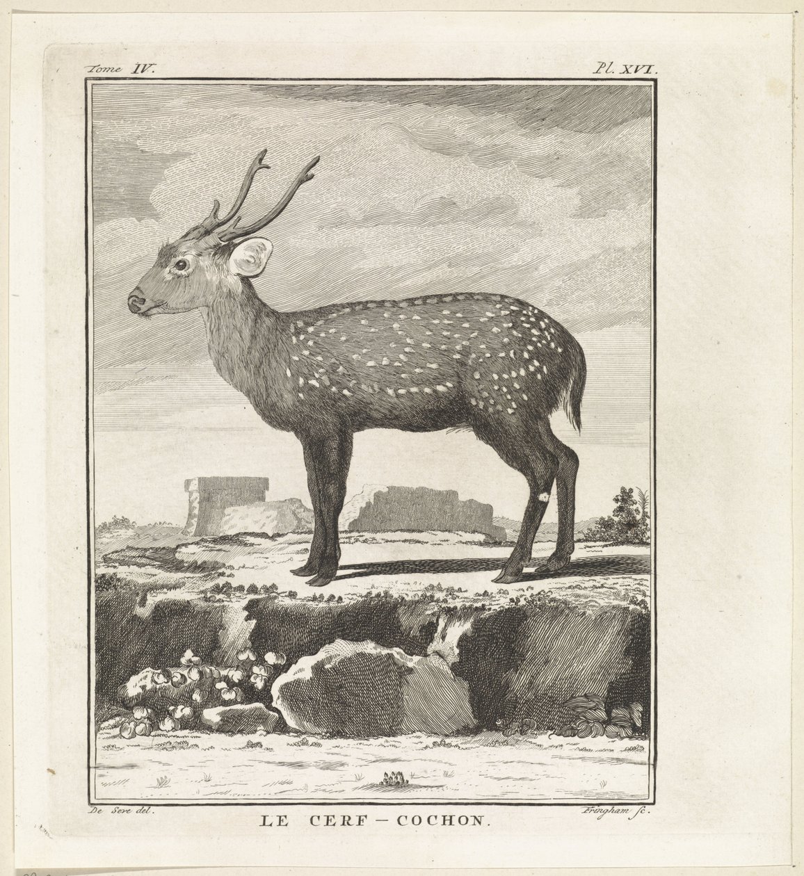 Hert Le Cerf-Cochon (tittel på objekt) av W. Tringham