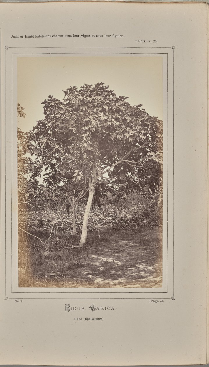  av W. de Bray