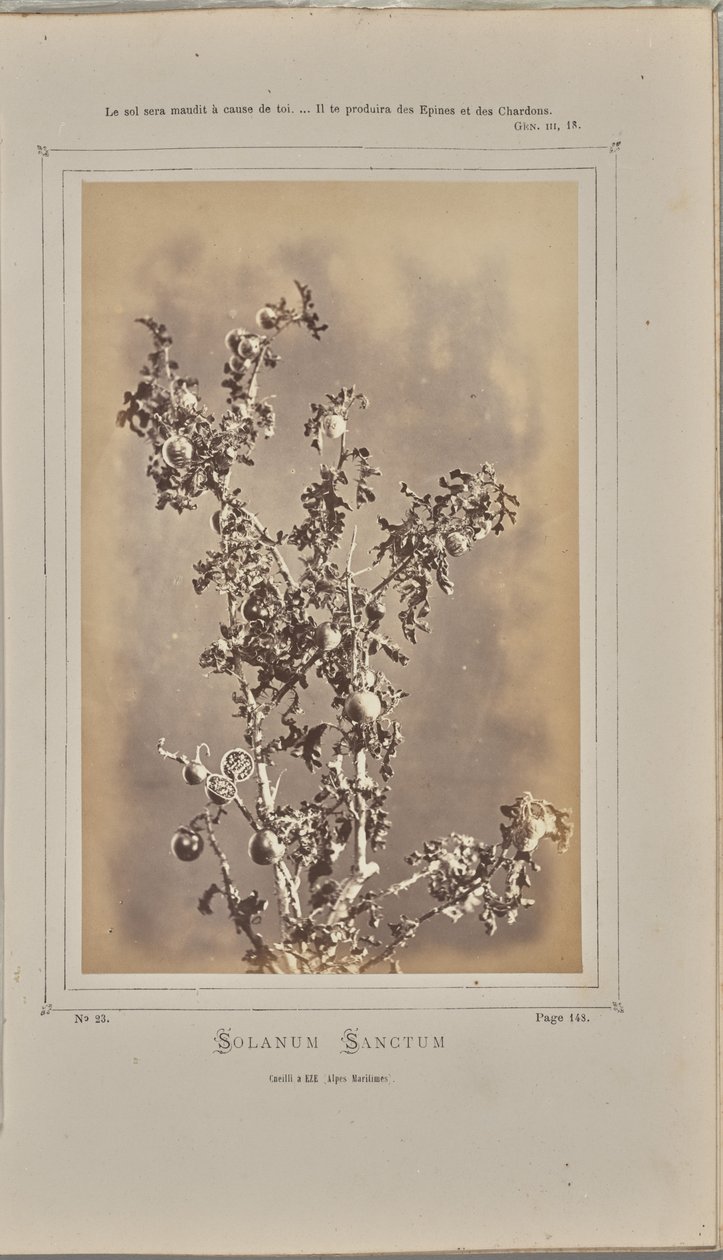  av W. de Bray