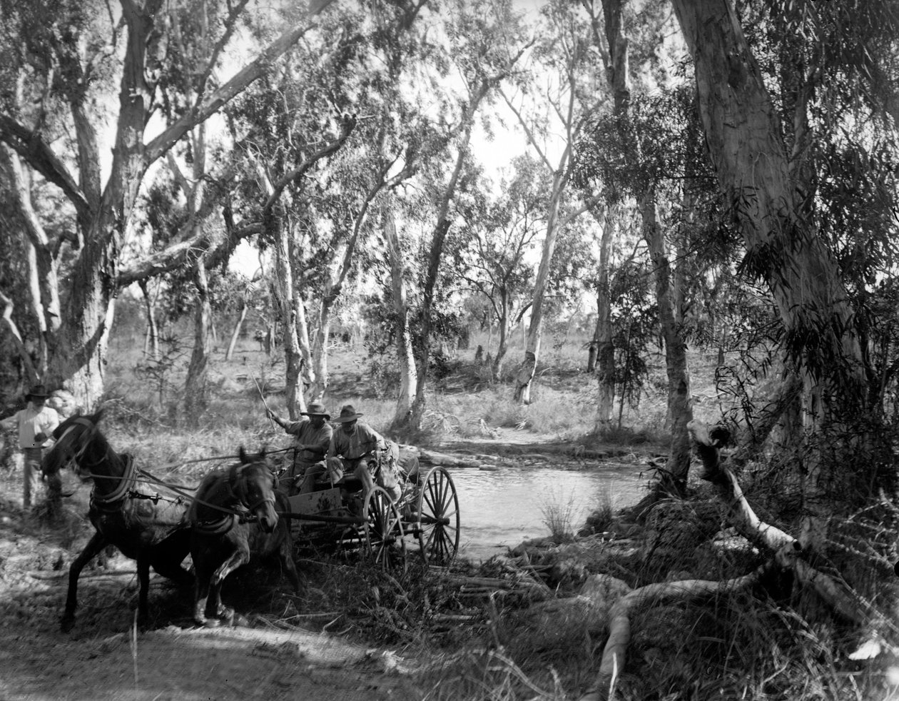 Krysser Salt Creek nær Roper River, Eastern Arnhem Land, Australia, juli 1911 av Walter Baldwin Spencer