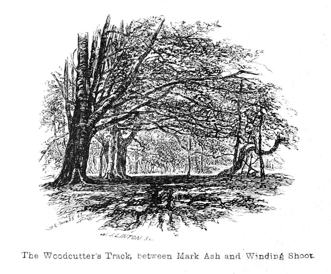 The Woodcutters Track, mellom Mark Ash og Winding Shoot av Walter Crane