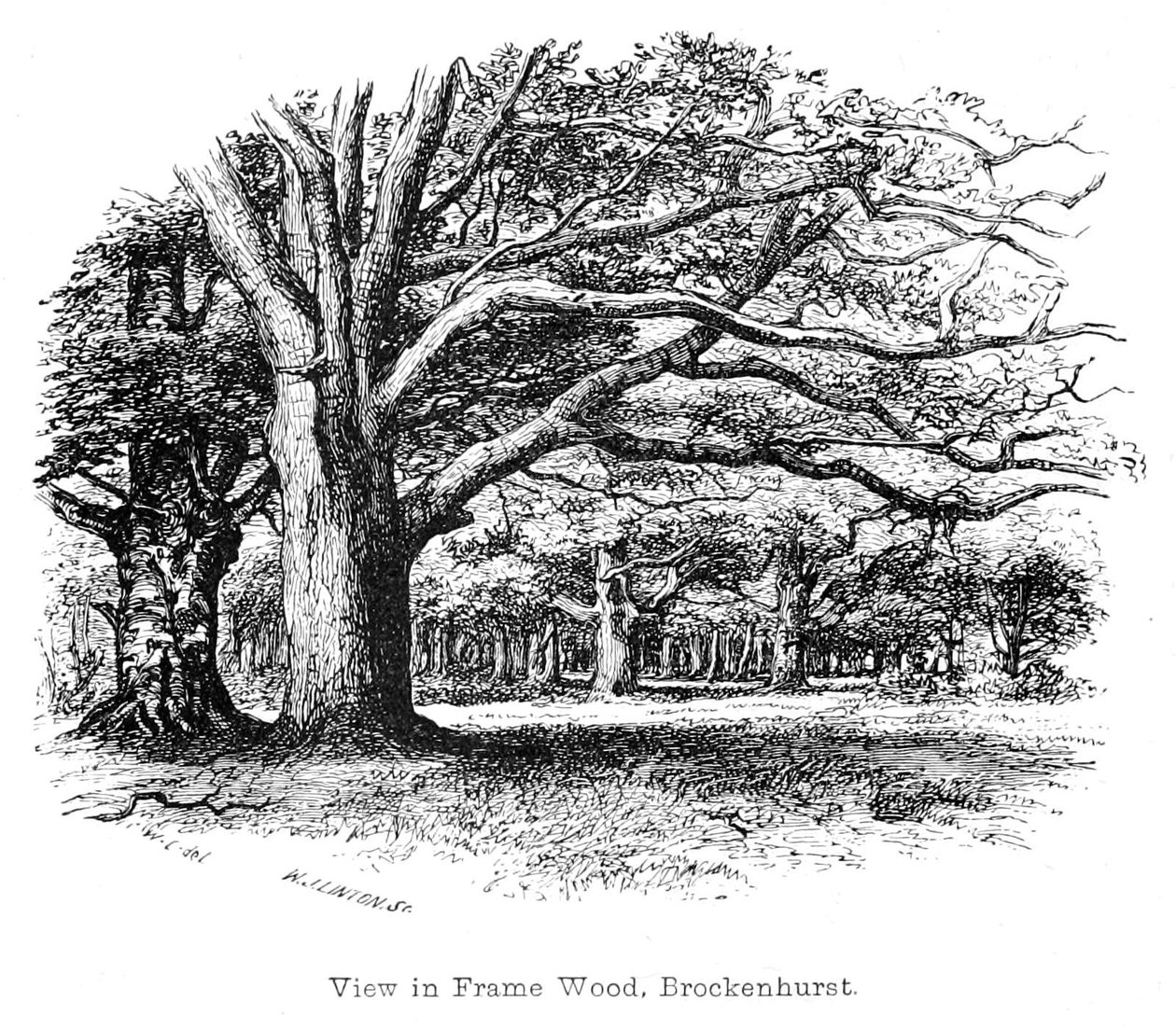 Utsikt i Frame Wood, Brockenhurst av Walter Crane