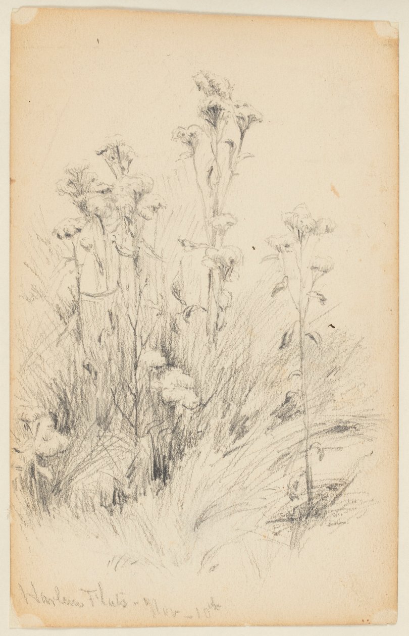 Studie av Thistles and Grass, Harlem Flats av Walter Clark