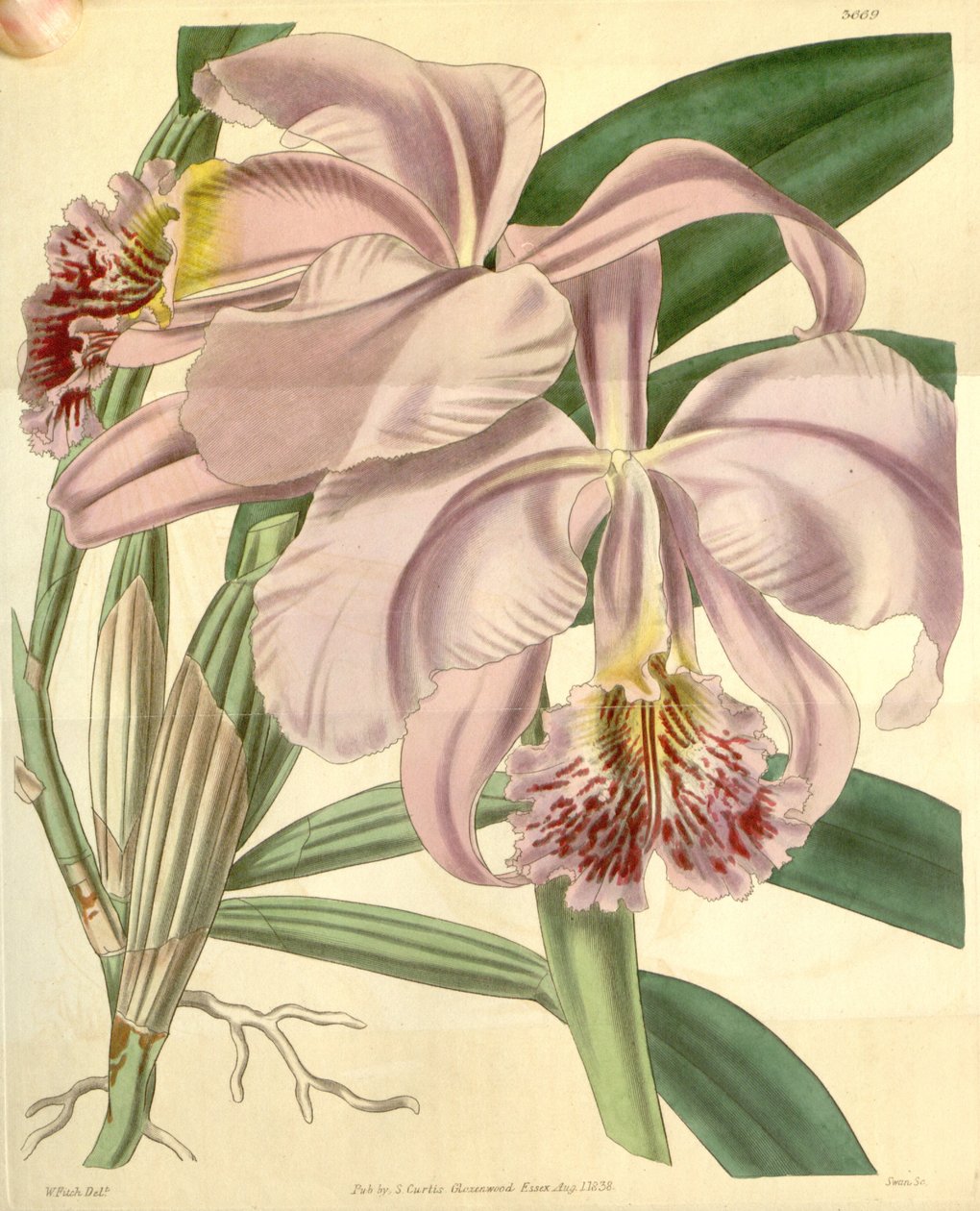 Cattleya mossiae av Walter Hood Fitch