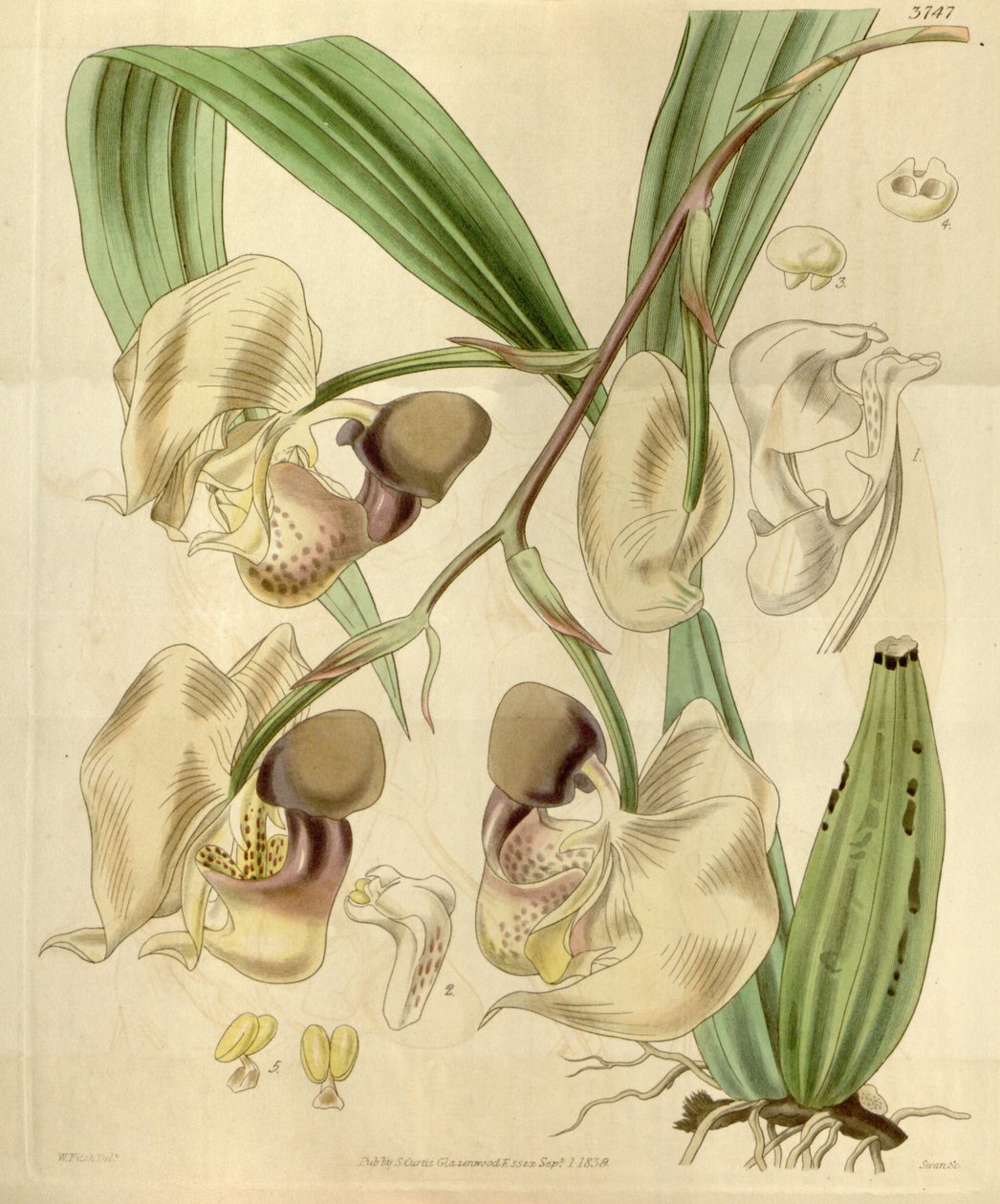 Coryanthes maculata av Walter Hood Fitch