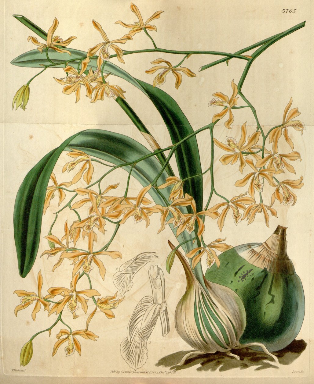 Encyclia candollei av Walter Hood Fitch