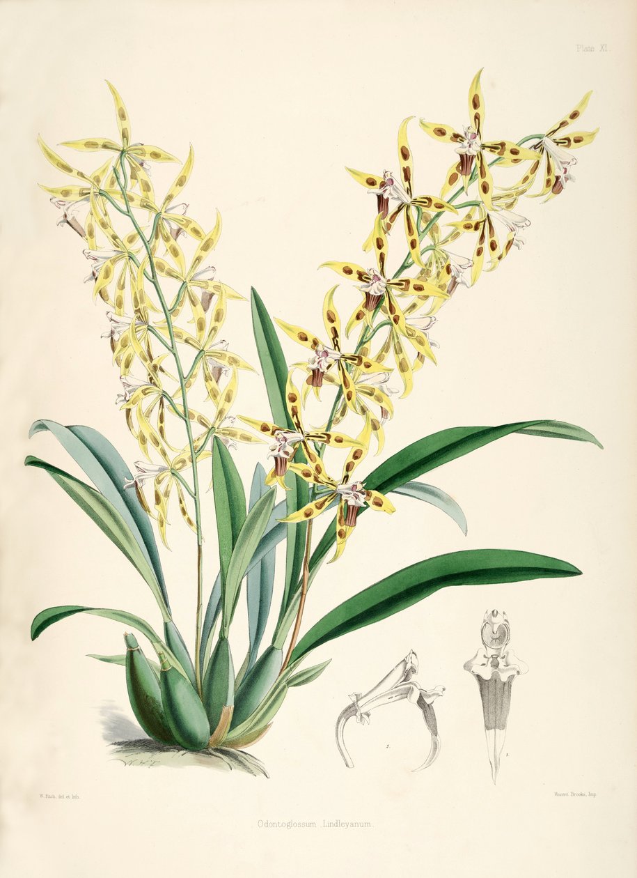 Odontoglossum lindleyanum av Walter Hood Fitch