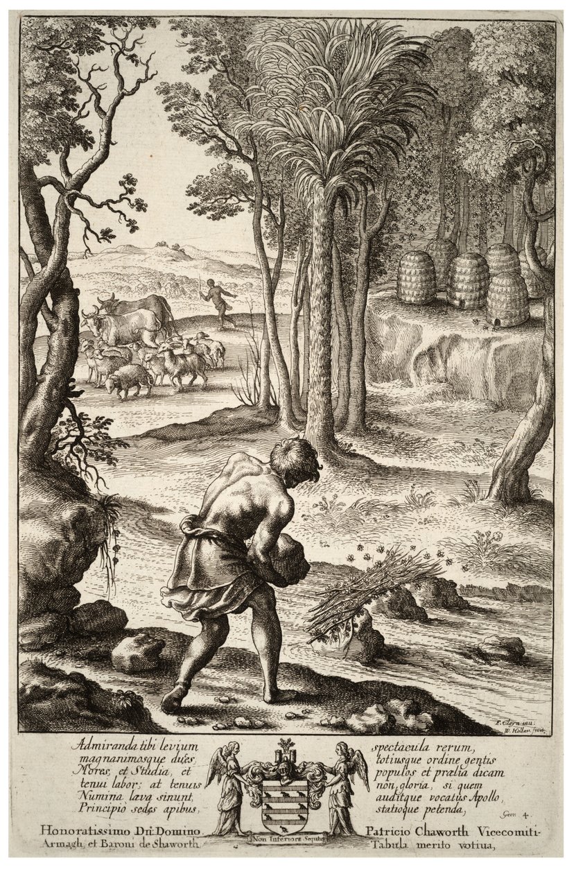 Levende bier. Stat 1 av Wenceslaus Hollar