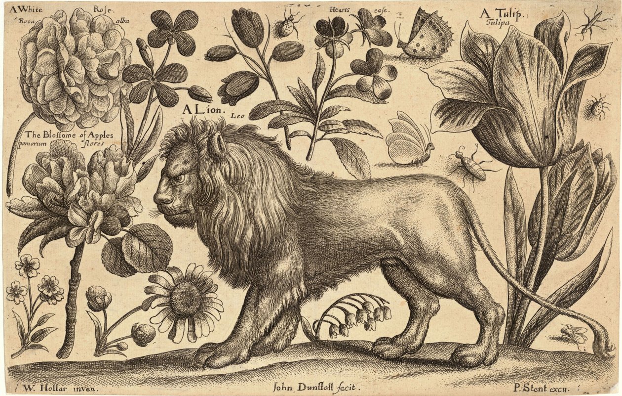 Løve og tulipan av Wenceslaus Hollar