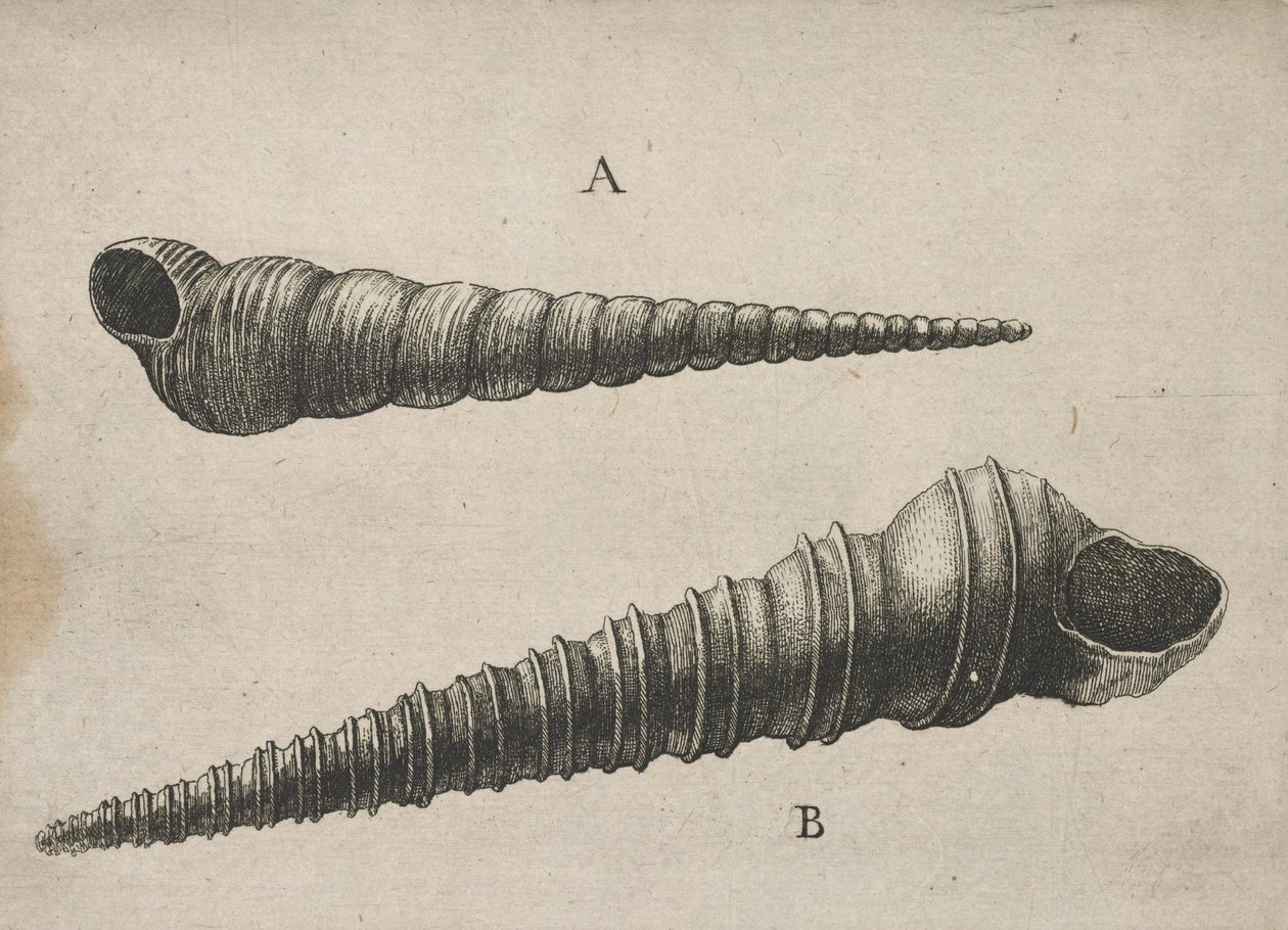 Skjell (Turritella terebra og T. duplicata L.) av Wenceslaus Hollar