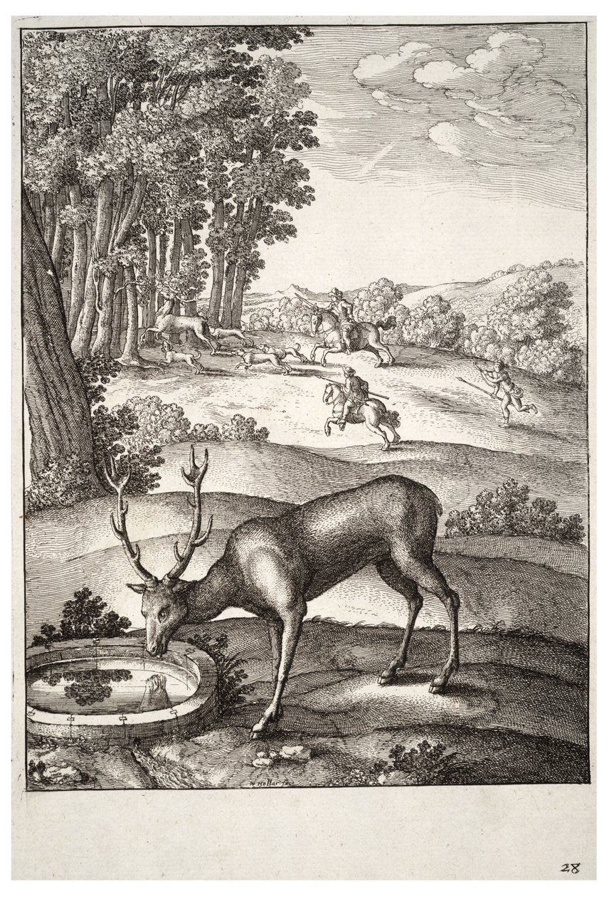 Hjort. Stat 2 av Wenceslaus Hollar
