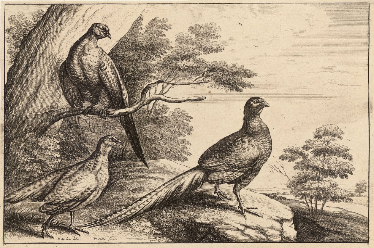 Tre fasaner av Wenceslaus Hollar