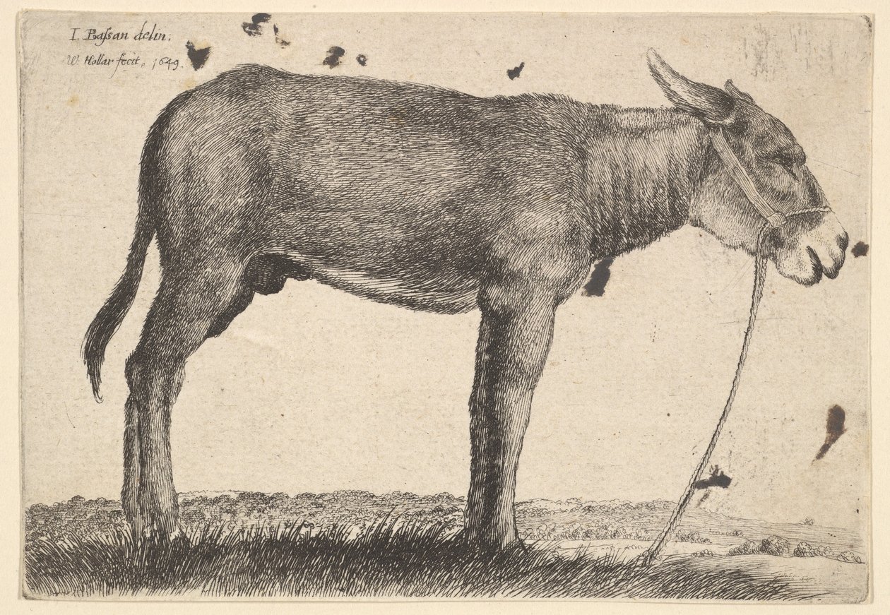 Esel, 1649. av Wenceslaus Hollar