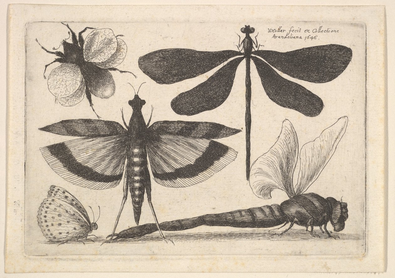 Øystikker og en humle, 1646. av Wenceslaus Hollar