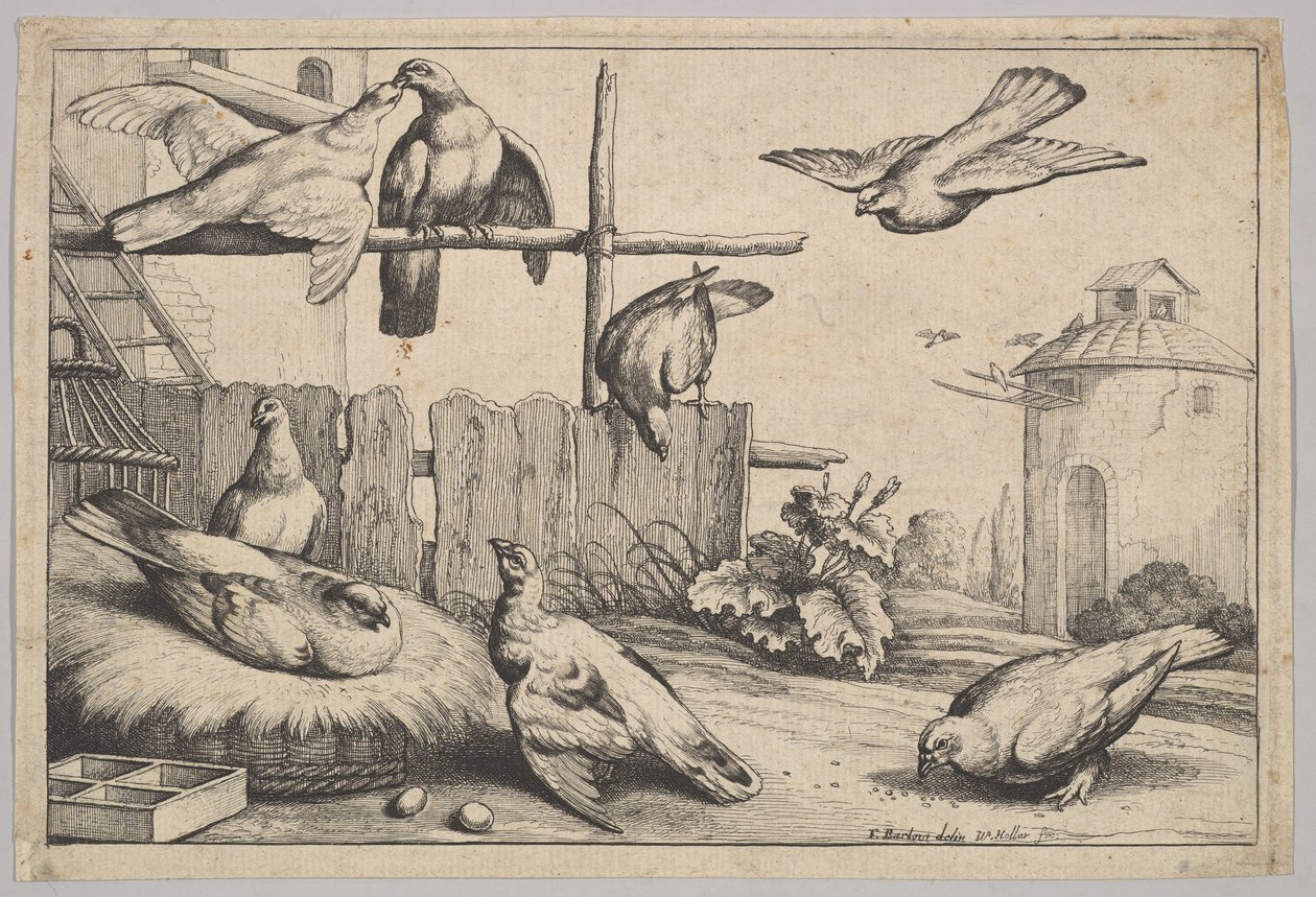 Åtte duer, 1625-77. av Wenceslaus Hollar