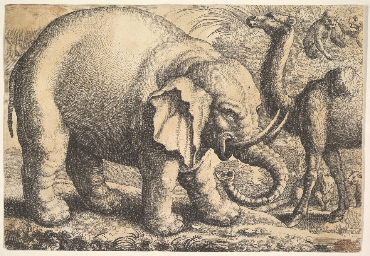 Elefant og kamel, 1600-tallet. av Wenceslaus Hollar