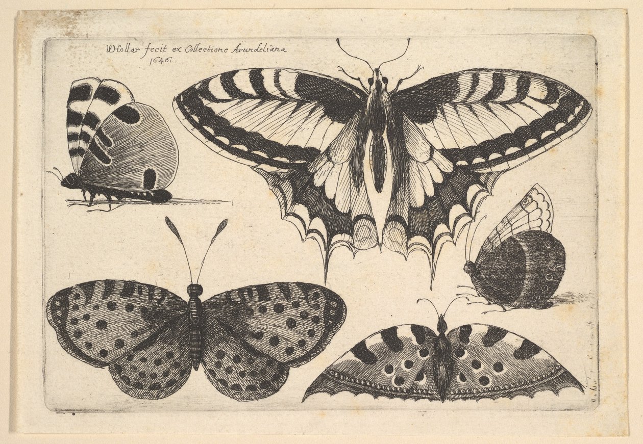 Fem sommerfugler, 1646. av Wenceslaus Hollar