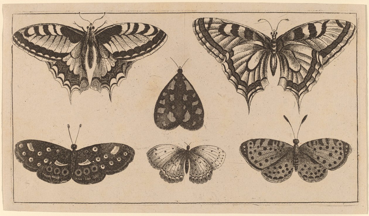 Fem sommerfugler og en møll av Wenceslaus Hollar