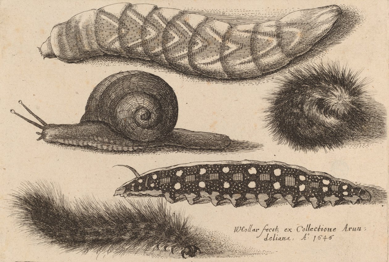 Fire larver og en snegl, 1646. av Wenceslaus Hollar