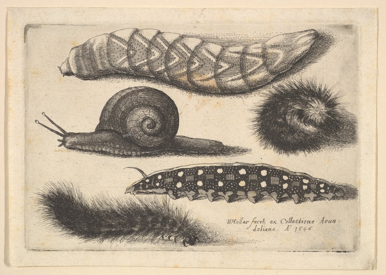 Fire larver og en snegl, 1646. av Wenceslaus Hollar