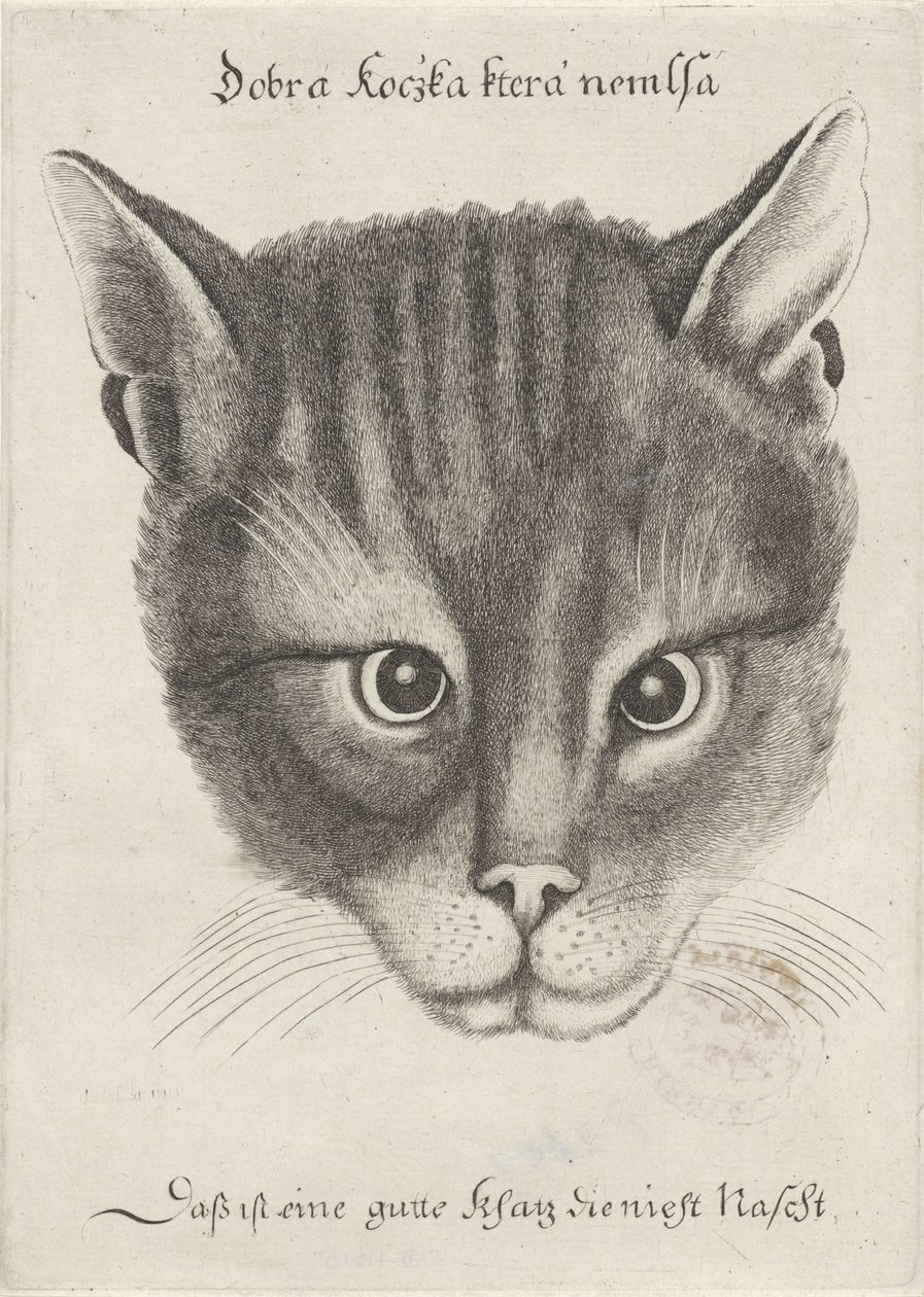 Hodet til en katt av Wenceslaus Hollar