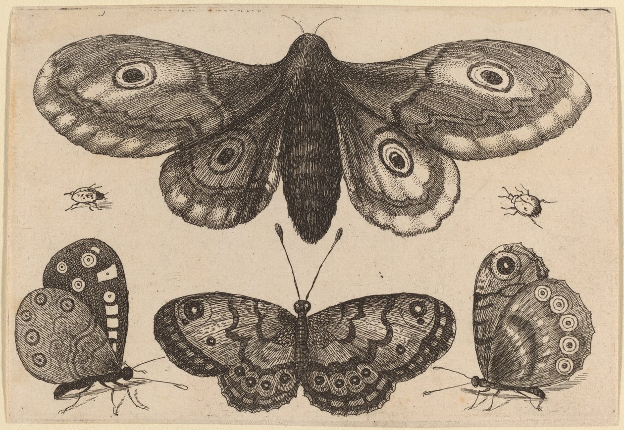 Møll, tre sommerfugler og to biller av Wenceslaus Hollar