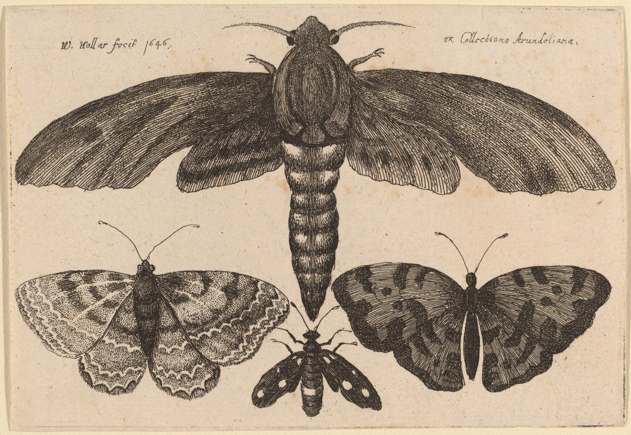 Møll og tre sommerfugler av Wenceslaus Hollar