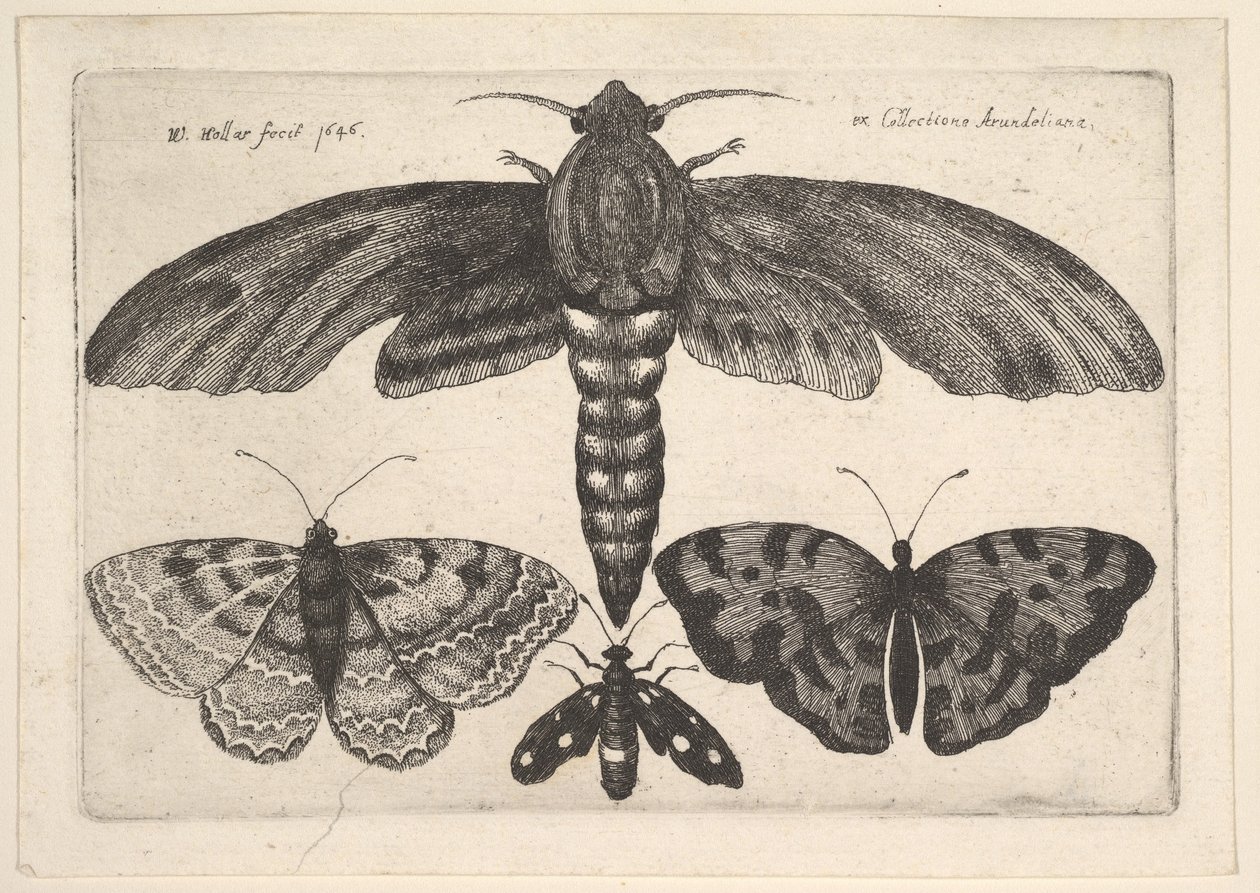 Møll og tre sommerfugler, 1646. av Wenceslaus Hollar