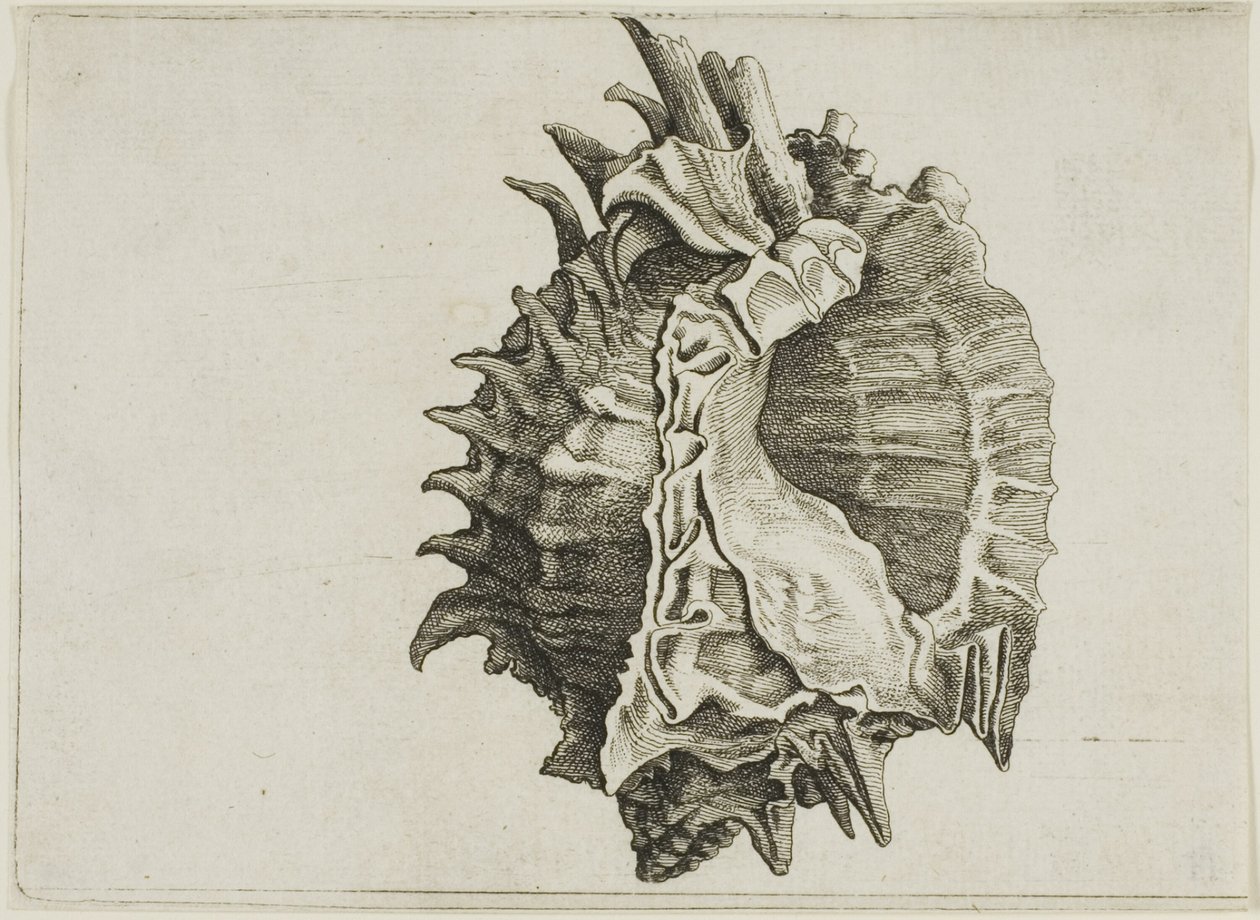 Pink-mouth Murex (phyllonotus erythrostomus) av Wenceslaus Hollar