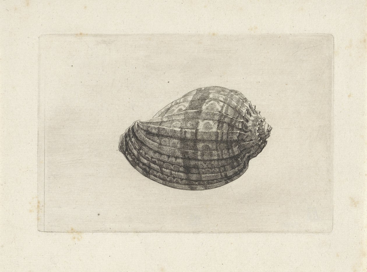 Shell, harpa major Skjell (serietittel) av Wenceslaus Hollar