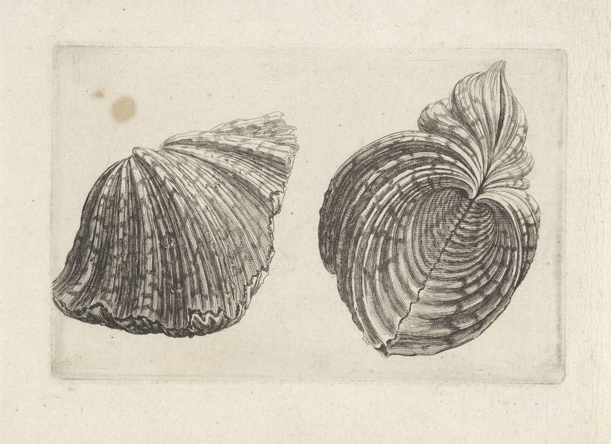 Skjell, flodhest flodhest Skjell (serietittel) av Wenceslaus Hollar