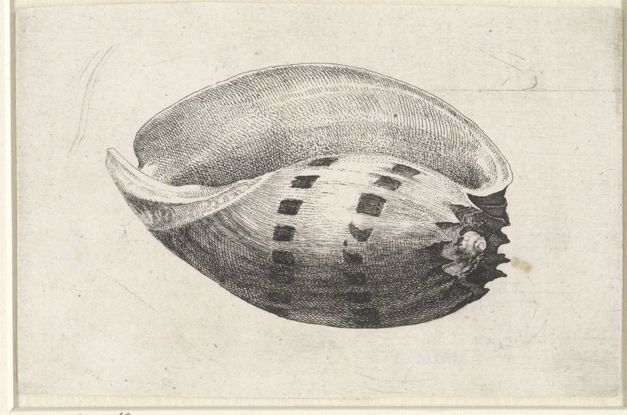 Shell, melo amfora Skjell (serietittel) av Wenceslaus Hollar