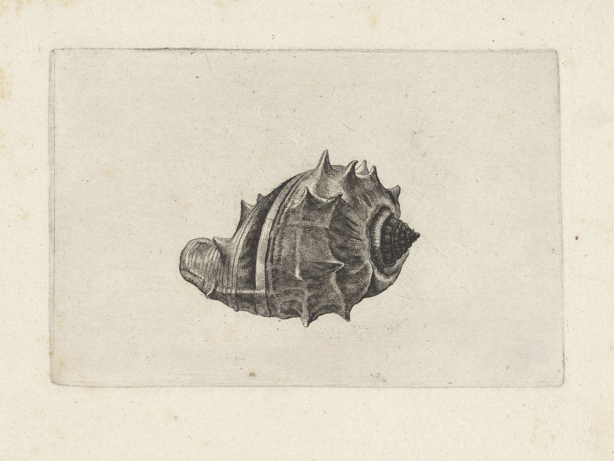 Shell, melongena melongena Skjell (serietittel) av Wenceslaus Hollar