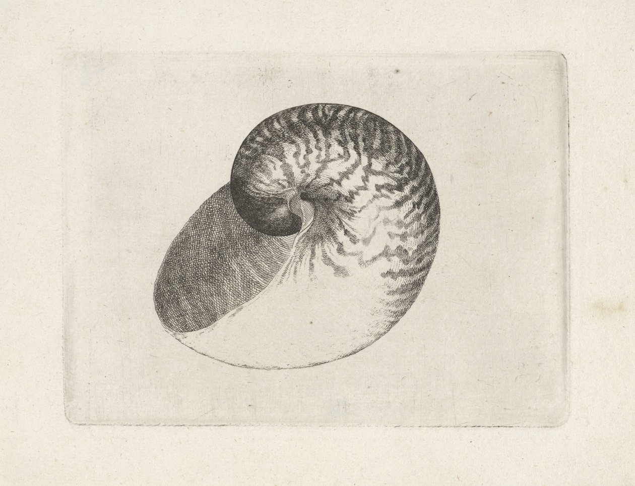 Skjell, nautilus pompilius Skjell (serietittel) av Wenceslaus Hollar