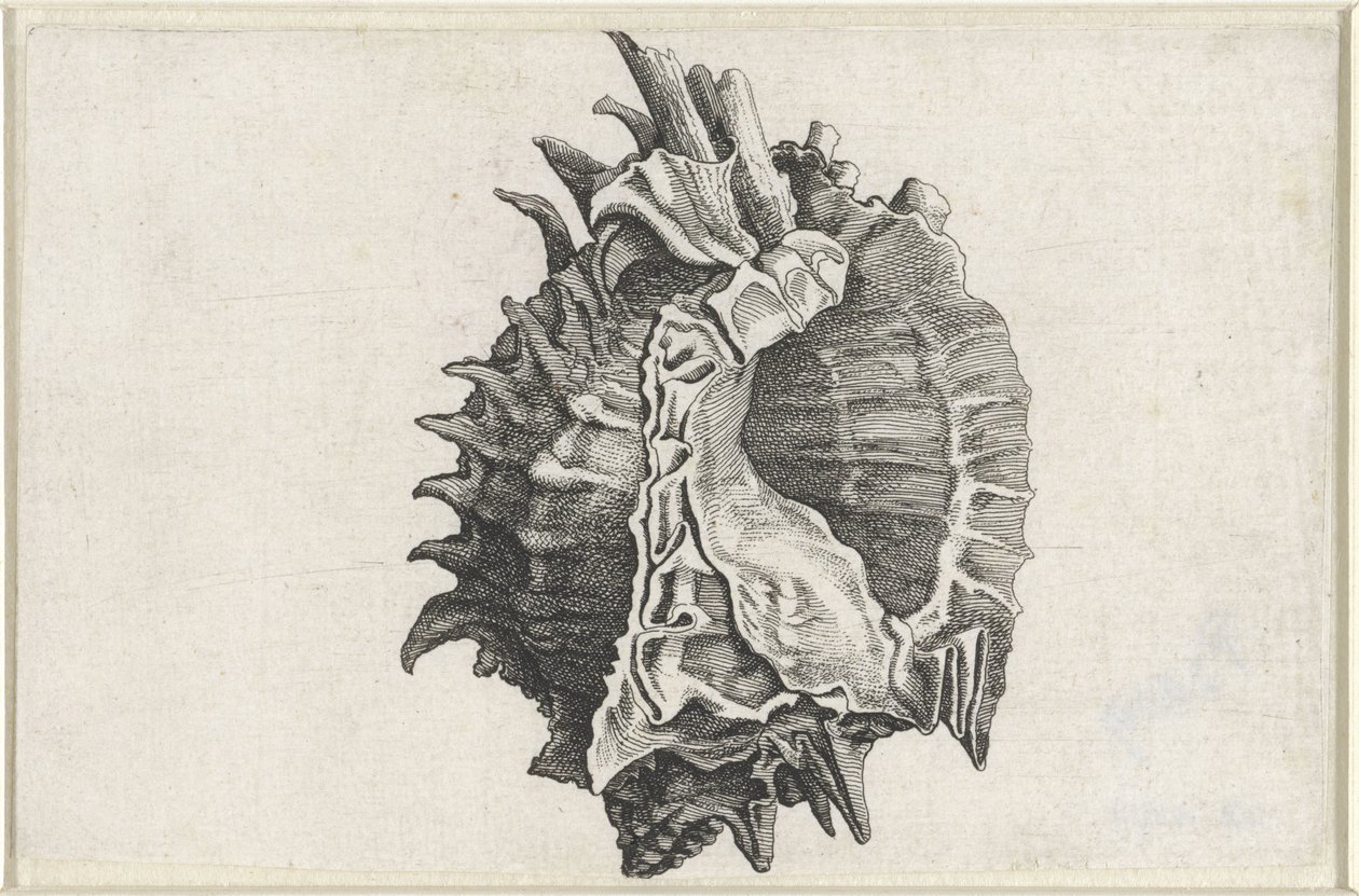 Skall, phyllonotus erythrostomus Skjell (serietittel) av Wenceslaus Hollar