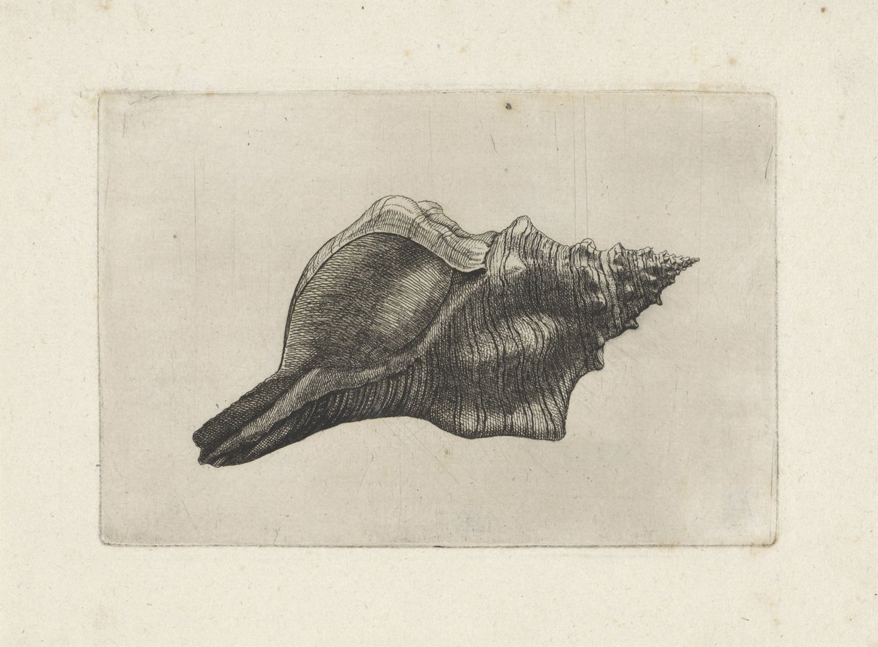 Skall, pleuroploca trapezium Skjell (serietittel) av Wenceslaus Hollar