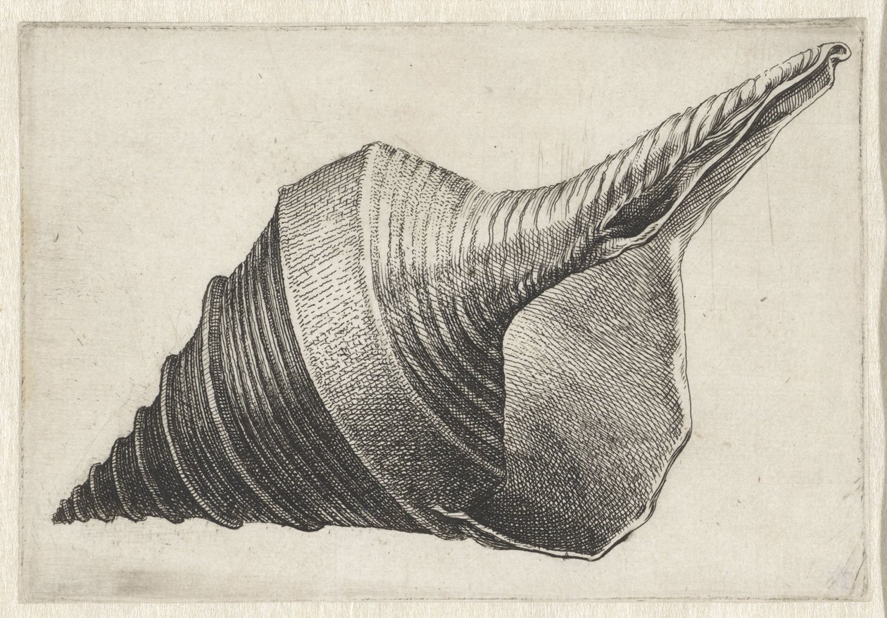 Skall, syrinx aruanus Skjell (serietittel) av Wenceslaus Hollar